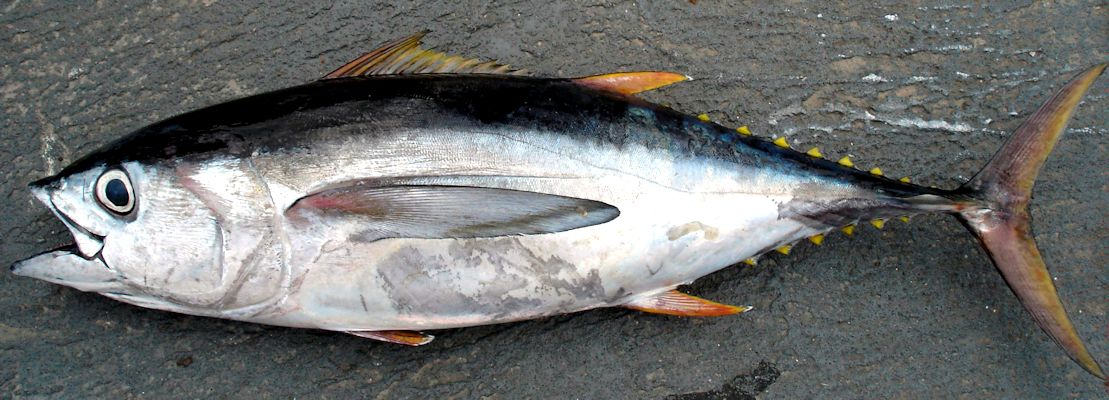 Thunnus albacares_06.jpg